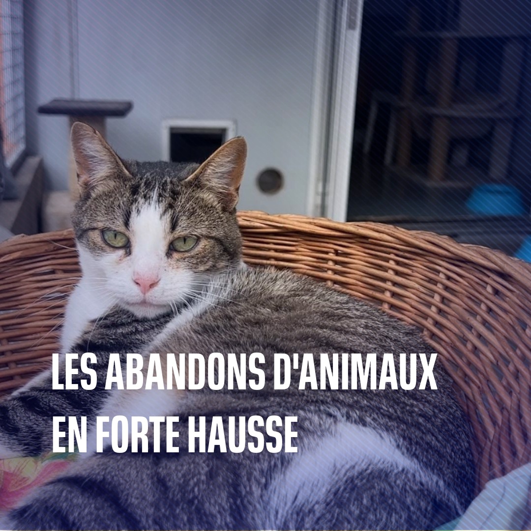 🐶🐱"On a une dizaine de mails d'abandons d'animaux par jour" Avec l'inflation et les vacances d'été, la SPA de Gennevilliers sature