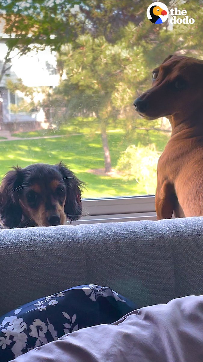 This dog hated being left at home alone and would cry... until her parents decided to surprise her with a new sibling 💕