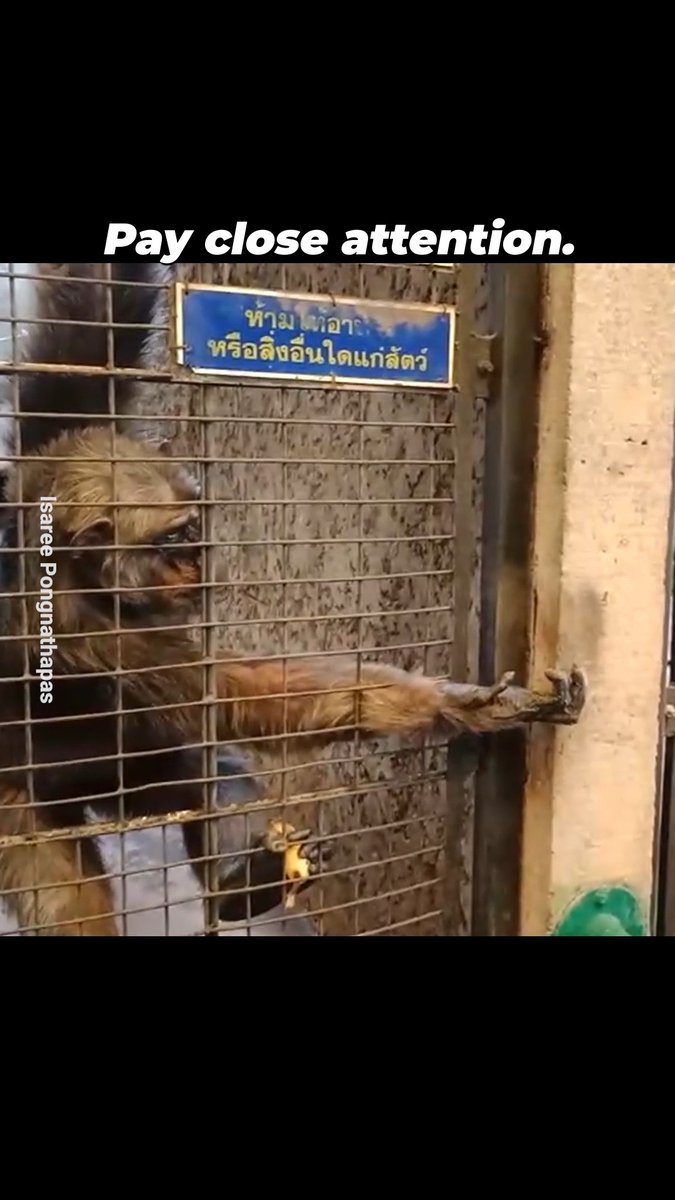 All he can do in this lonely cage is to reach out for someone to give him hope.