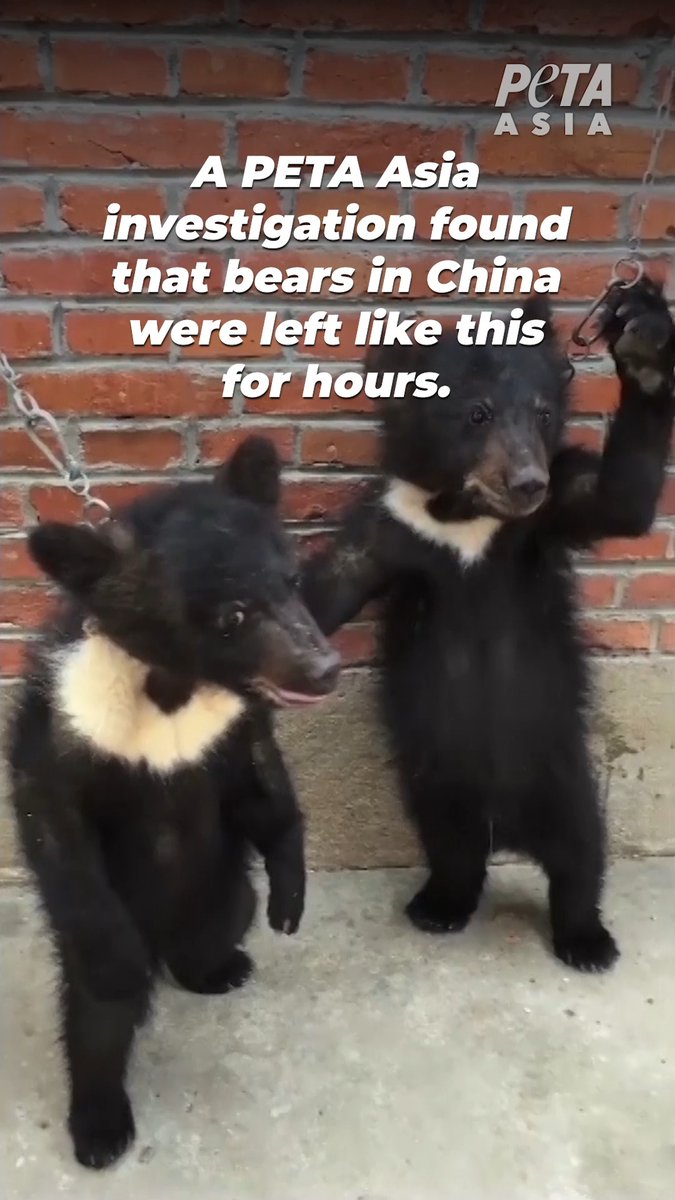 This is how circuses force baby bears to stand on their hind legs ๐ When theyโre no longer profitable, they can end up at roadside zoos. Their cries of desperation will ring in your ears.