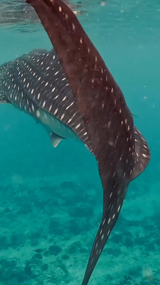 The magnificent sea life in the Maldives 📷: sammy.hashemi #WorldsLeadingDestination2022 #Maldives #VisitMaldives #SunnySideofLif