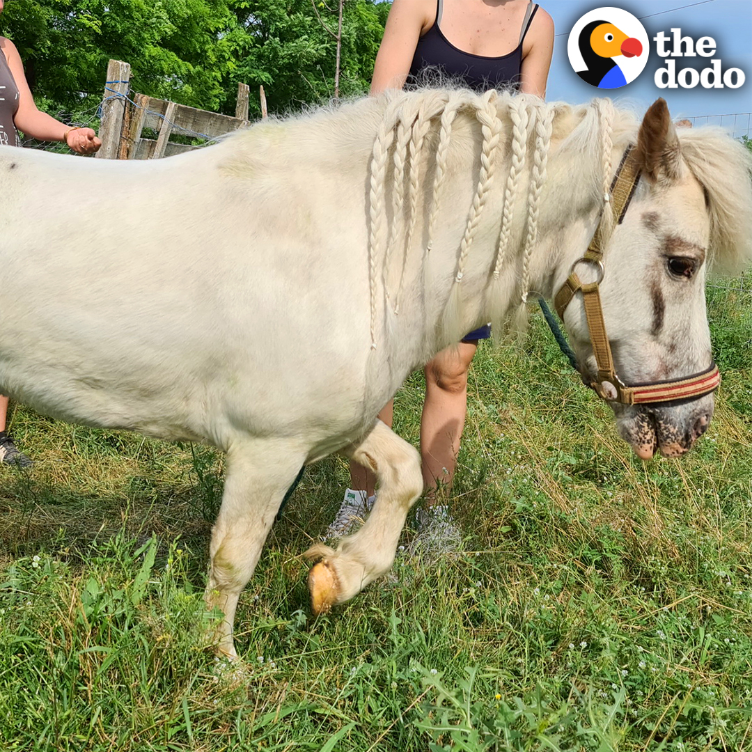 Pony who spent years in a dark barn can't stop rolling in grass — and showing off his new hairstyle 🦄