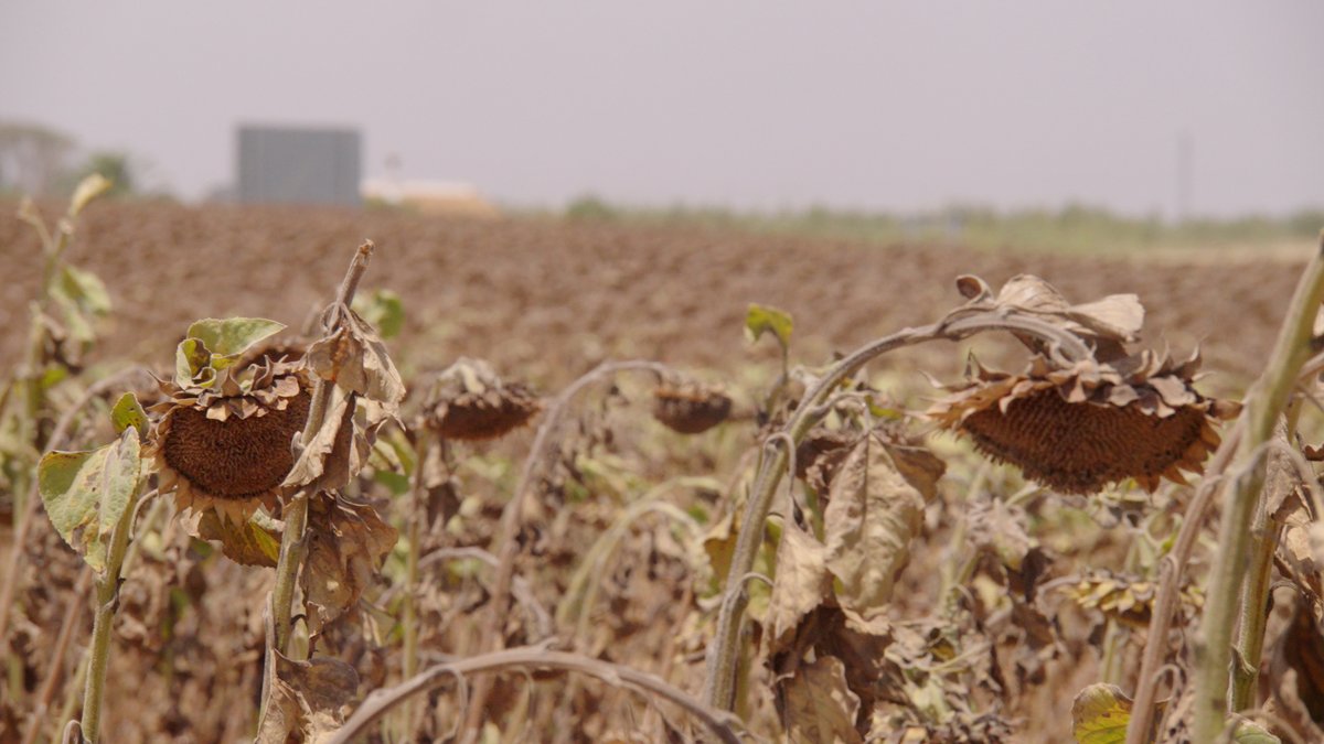 "You are not killed by the average temperature. You are killed by the extreme." Abandoned farms, migrants with nowhere to go and a dying national park. Lewis Goodall reports on the stark reality of climate change in southern Spain.