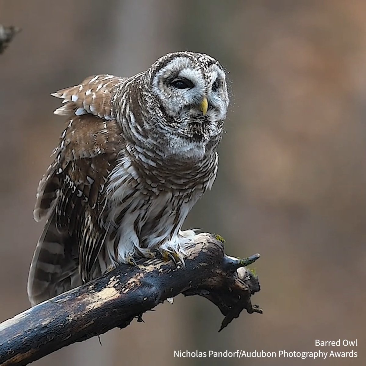 We're talon everyone: it's #OwlAwarenessDay! Today we want to know, whooo's your favorite owl?