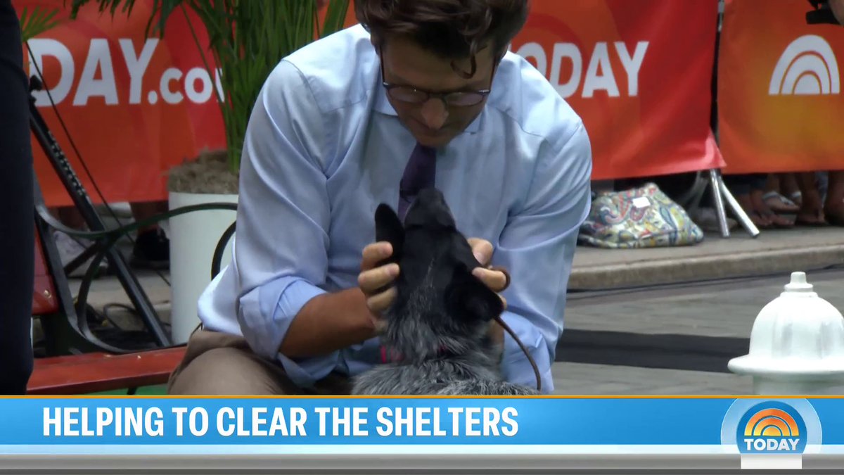 The TODAY Plaza is full of furry friends — and they're looking for a home! Clear the Shelters 🐶 Dog trainer and pet expert Andrea Arden shares what you should consider before adopting a pet and what you can do to contribute to shelters nationwide.