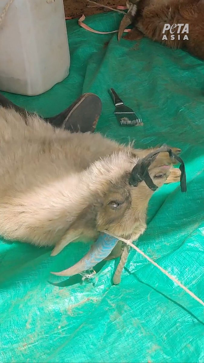 You can still hear them screaming even though their mouth is completely tied up 😭 “Responsible” cashmere is a lie.