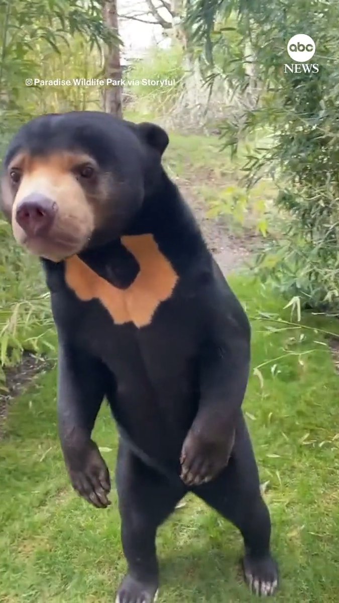 CASE CLOSED: A wildlife park in the U.K. has confirmed that its sun bear Kyra is definitely not a human in costume and is actually a sun bear for real, weighing into a debate over a recent viral video from a zoo in China.