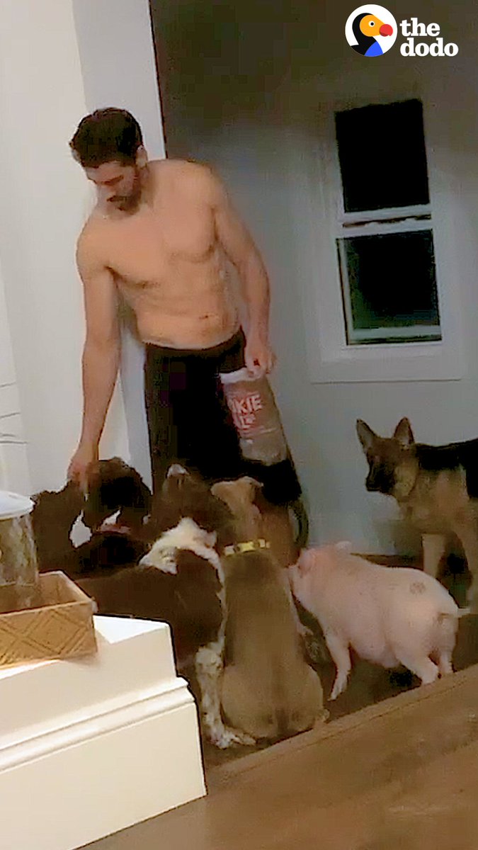 Guys sleeps in a bed with 6 dogs, 4 cats and a pig — and gives them all bubble baths ❤️
