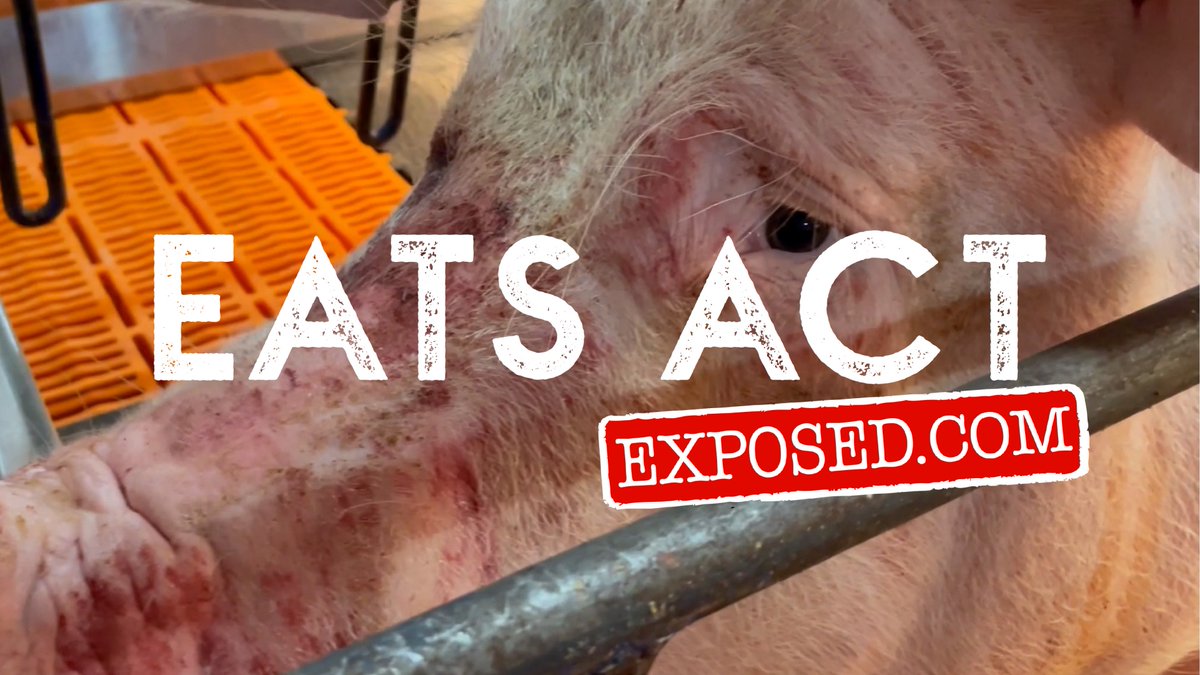Mercy For Animals just released some of the most horrific animal cruelty footage ever made public. Taken at a massive pig farm in Nebraska and featured in the The New York Times, the footage reveals pigs being driven mad by boredom and stress. Take action: