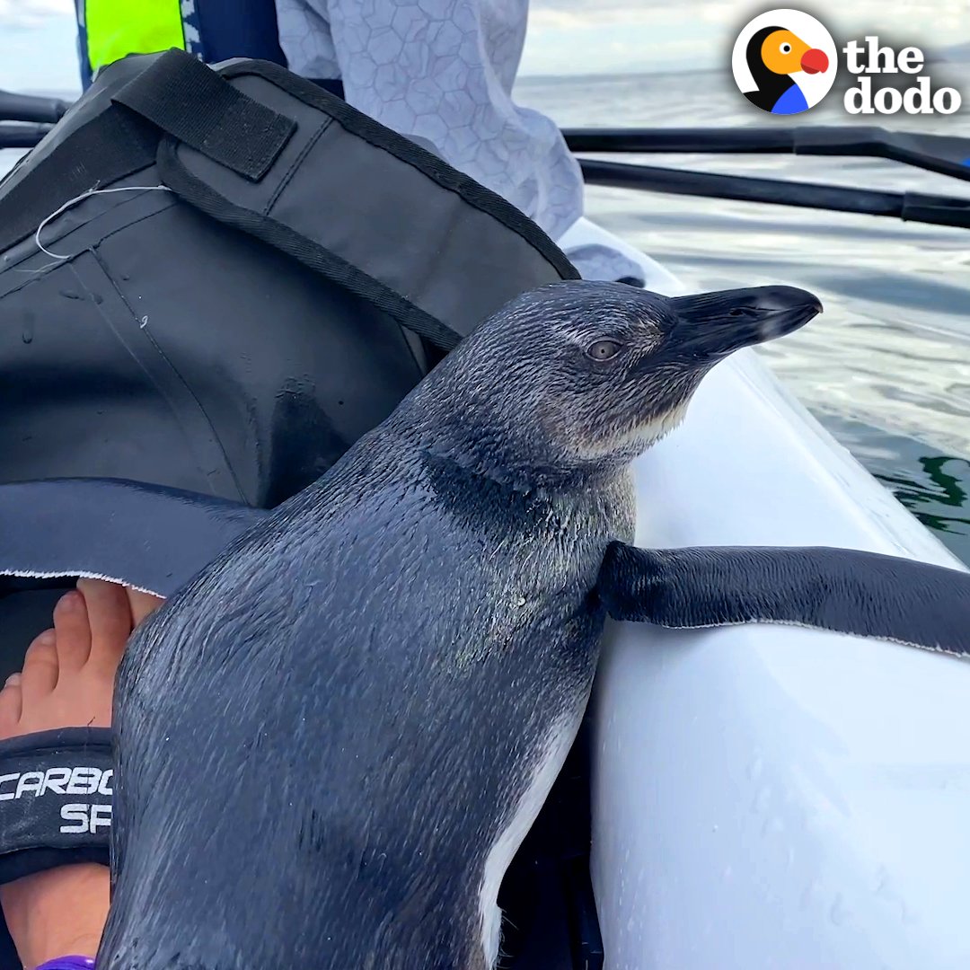 Injured penguin hops on couple's kayak to ask for help 💙
