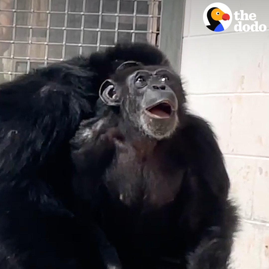 Chimp sees the sky for the first time in 28 years and can't stop hugging her family ❤️