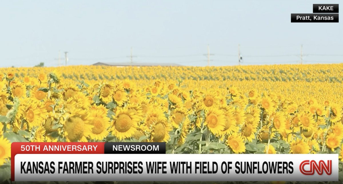 A bouquet of flowers simply wouldn't do. This Kansas farmer planted 80 acres of sunflowers as a 50th anniversary gift to his wife.