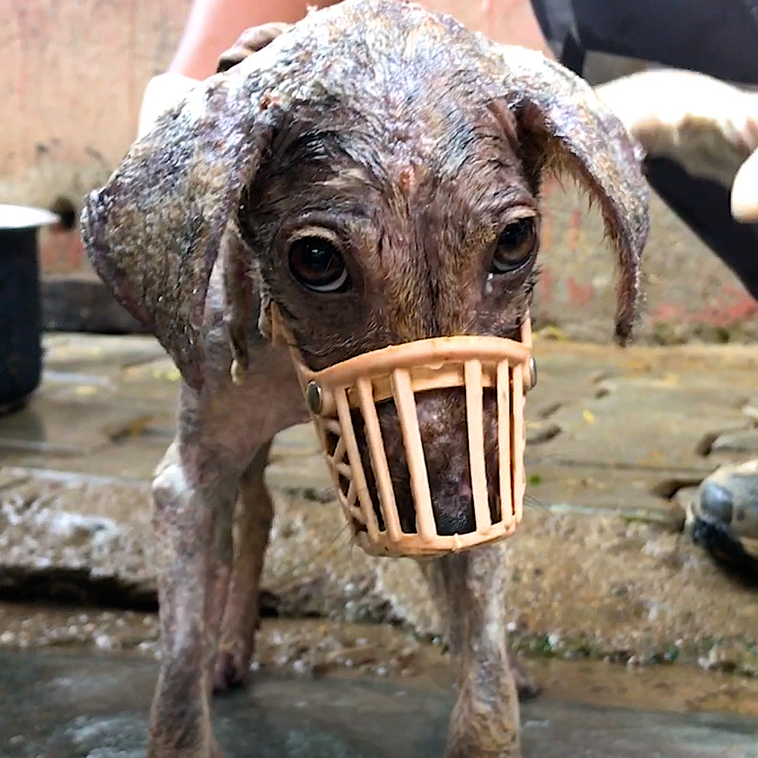 Feral puppy was so scared that she had to wear a muzzle — watch her new brother teach her to love getting pets ❤️