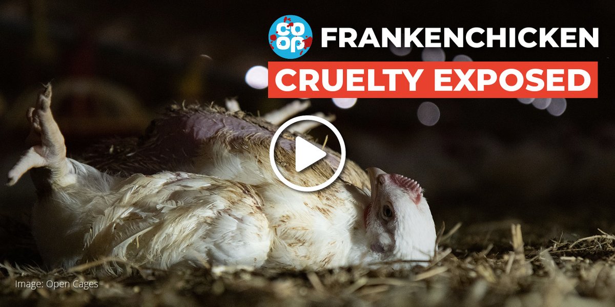 Have you seen this @OpenCagesUK investigation into one of Co-op's chicken suppliers? What they found was horrifying. #CrueltyAtTheCoop #ItsWhatWeDo