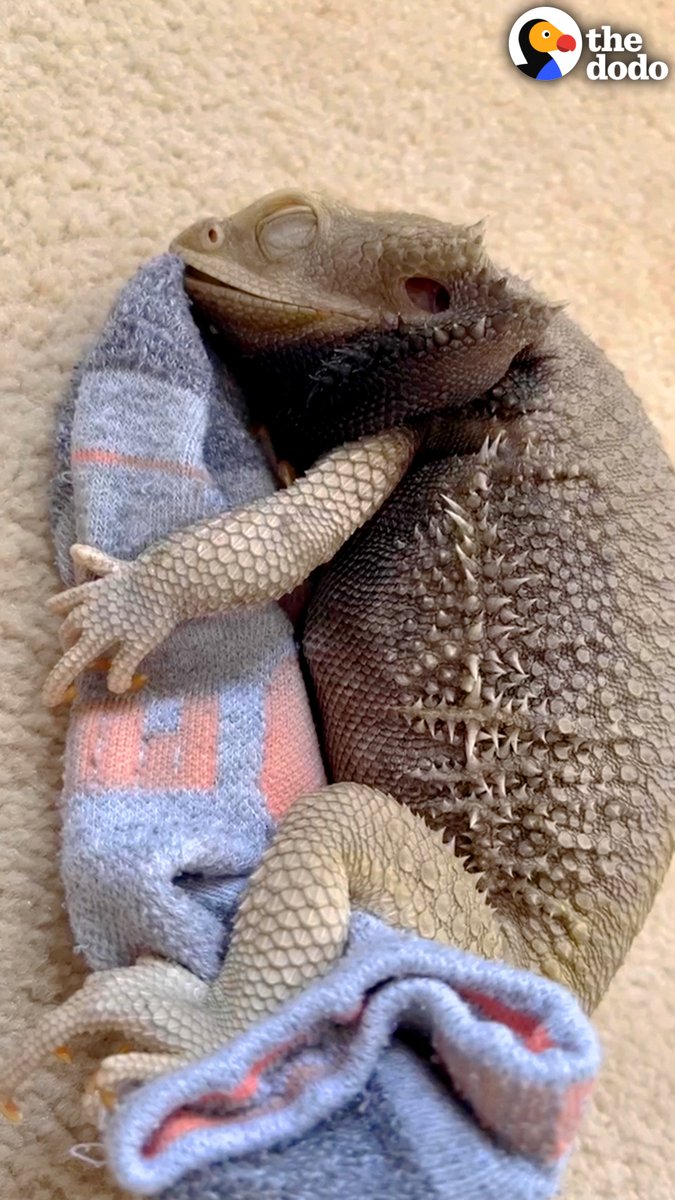 Bearded dragon waits patiently while his favorite sock is in the laundry — and spoons it when it comes out of the dryer ❤️😂