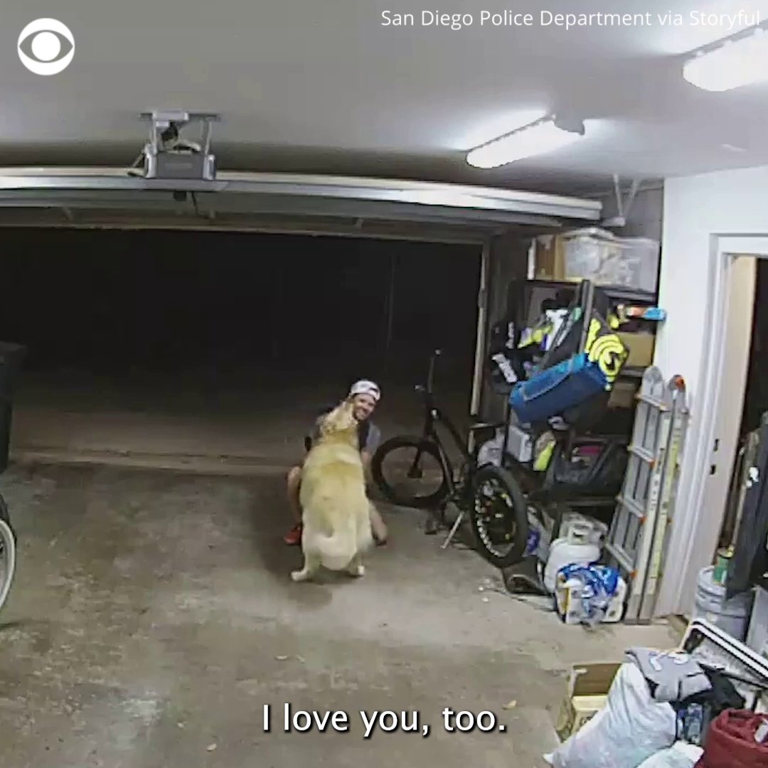 DOG-GONE IT!: A Golden Retriever couldn't contain its excitement to greet a thief who snuck into a family's garage to steal their $1,300 bicycle.