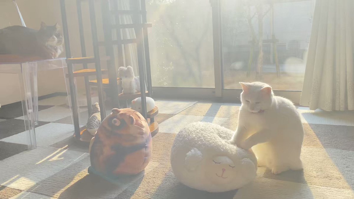 今日は #世界猫の日 世界中の猫ちゃんが幸せでありますように。