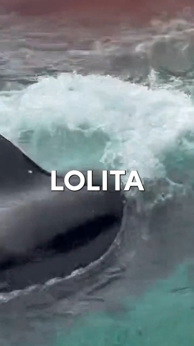 50 years ago today, Lolita was captured. It’s time for her to go home, and I will do whatever it takes to get her there.