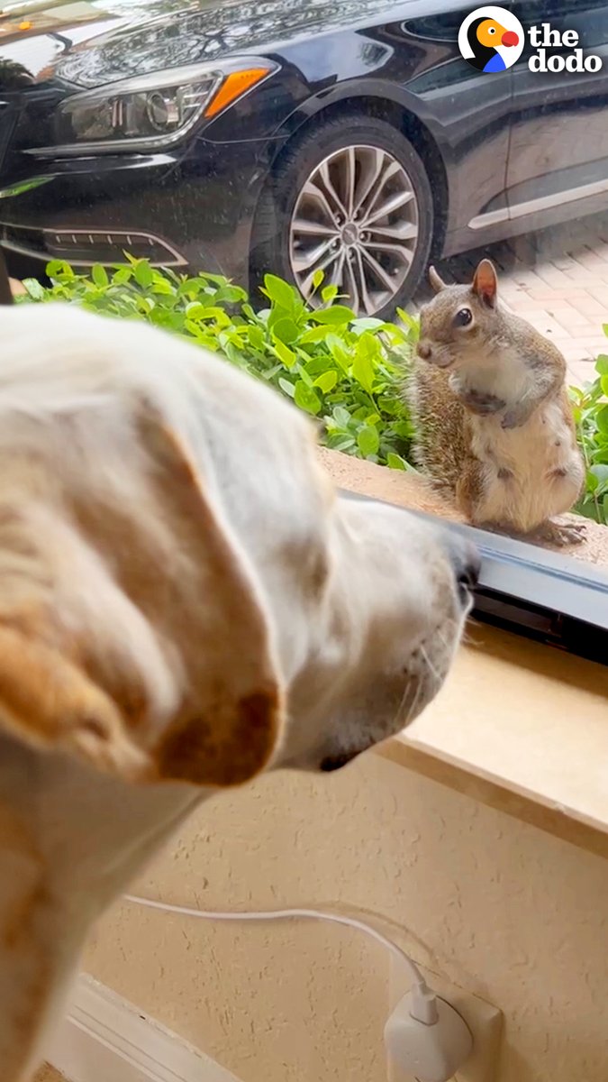 Wild squirrel visits her favorite dog every day for years... and one day shows up with her son 😍