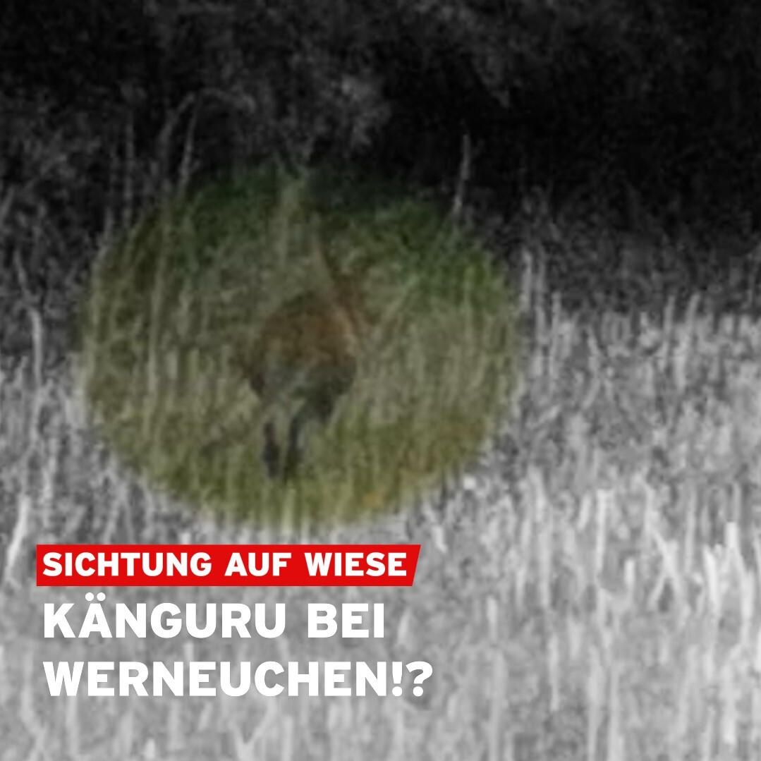 Diesmal ist es wohl doch kein #Wildschwein: Auf einer Wiese bei #Werneuchen hat Fritz-Hörer Dominik ein #Känguru gesichtet und gefilmt. #Brandenburg