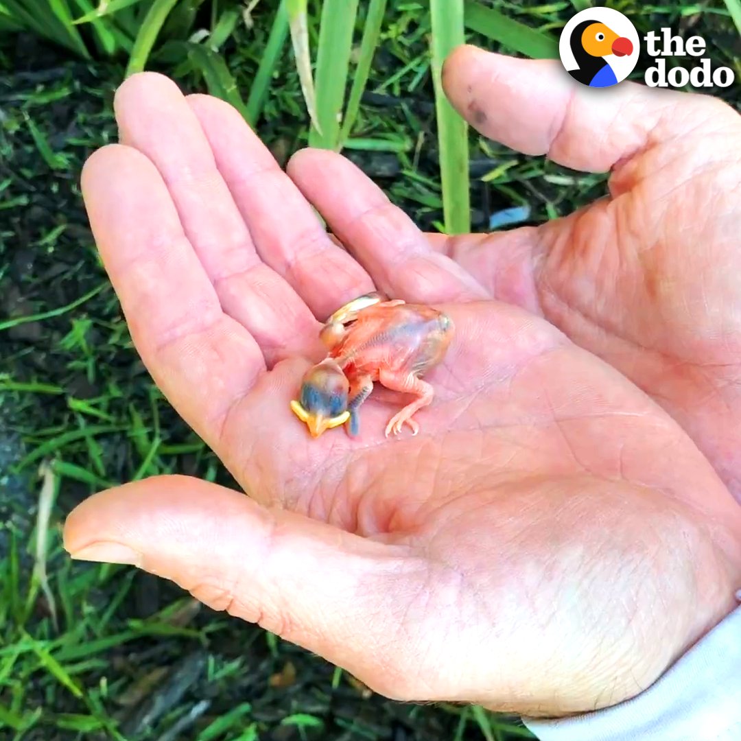 Couple finds a tiny, naked sparrow after a storm — now she's the biggest toilet paper thief!