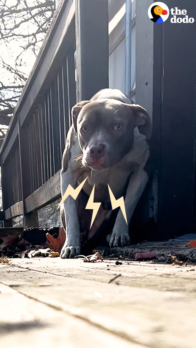 The moment this terrified pittie sees his family again and runs into their arms 😍