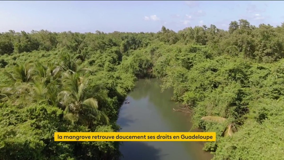 À Jarry en Guadeloupe, la 3e plus grande zone industrielle de France se développe sur la mangrove. Alors pour permettre à la mangrove de reprendre ses droits, le Conservatoire du littoral de Guadeloupe force les entreprises à déménager. Un reportage de franceinfo