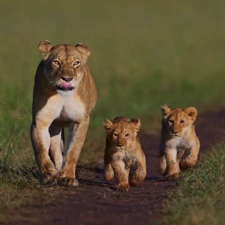 Happy #LionDay! 🦁 #DYK that today lions inhabit only 8% of their former range? Their populations have been dramatically reduced due to habitat loss, reduction in prey base &amp; illegal trade. Let’s act #ForNature &amp; protect these magnificent creatures. 🎥: Usama Tabani