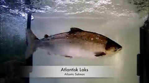 Success! An existential threat to Norway's wild Atlantic salmon may have met it's match with our #AI solution! 🐟 ≈500 invasive humpback salmon filtered per day into holding tank 🐟 100% recognition accuracy rate Learn more👉 #TECH4ALL #BJFF