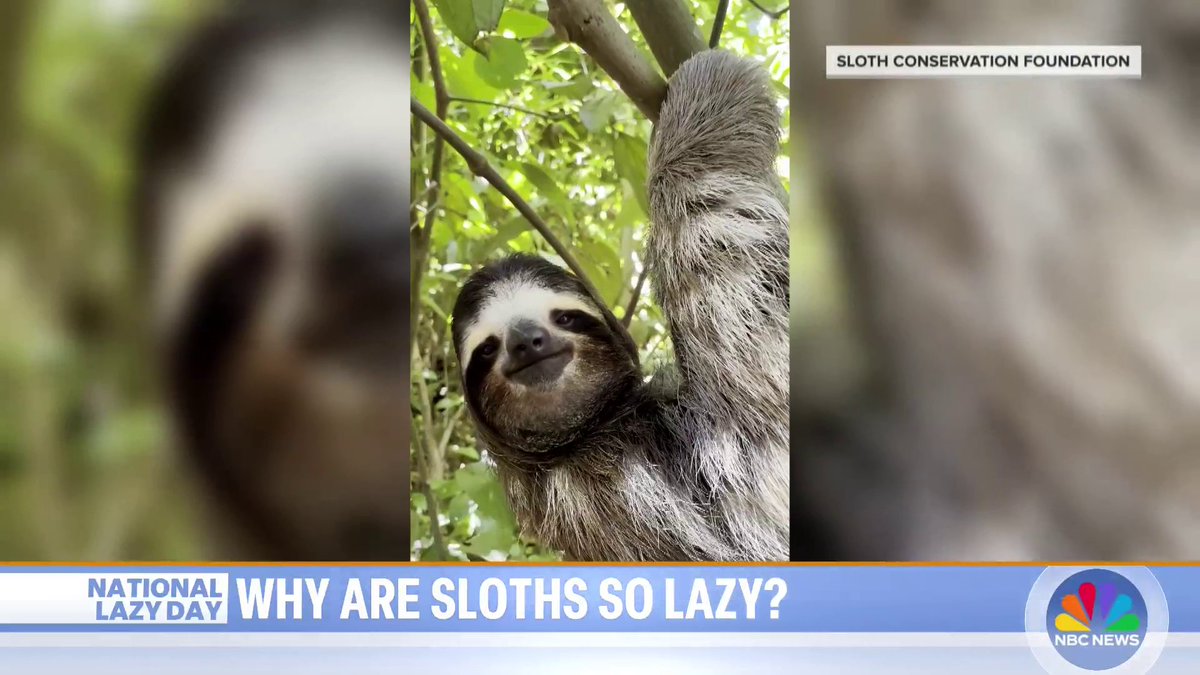 .stephanie gosk got up close and personal with the world’s most energy-efficient animal: the sloth. Why are they so lazy and what can we learn from them?