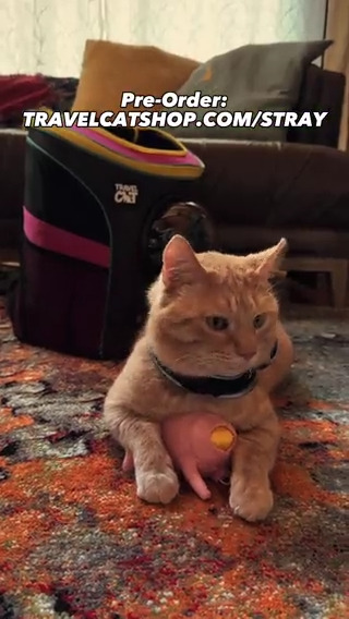 pre-orders are now available for the B-12 and Zurk cat toy set from Travel Cat 🐈🎒 Your Cat Backpack | #AdventureCats! //