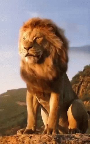 ¿Sabían que hoy es el día mundial del León? 🦁 Feliz día manada 💪 #CaraquistaSoy🦁 #DiaMundialDelLeon