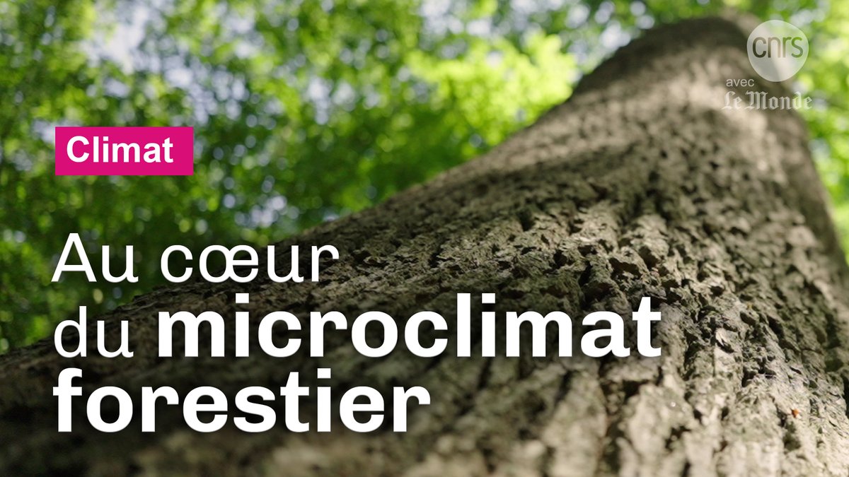 🌳 La température est généralement plus fraîche au cœur d’une forêt. Mais peut-on mesurer ce microclimat de manière plus précise ? Dans ce reportage diffusé avec Le Monde, découvrez leur fonction de climatiseurs naturels. ➡️