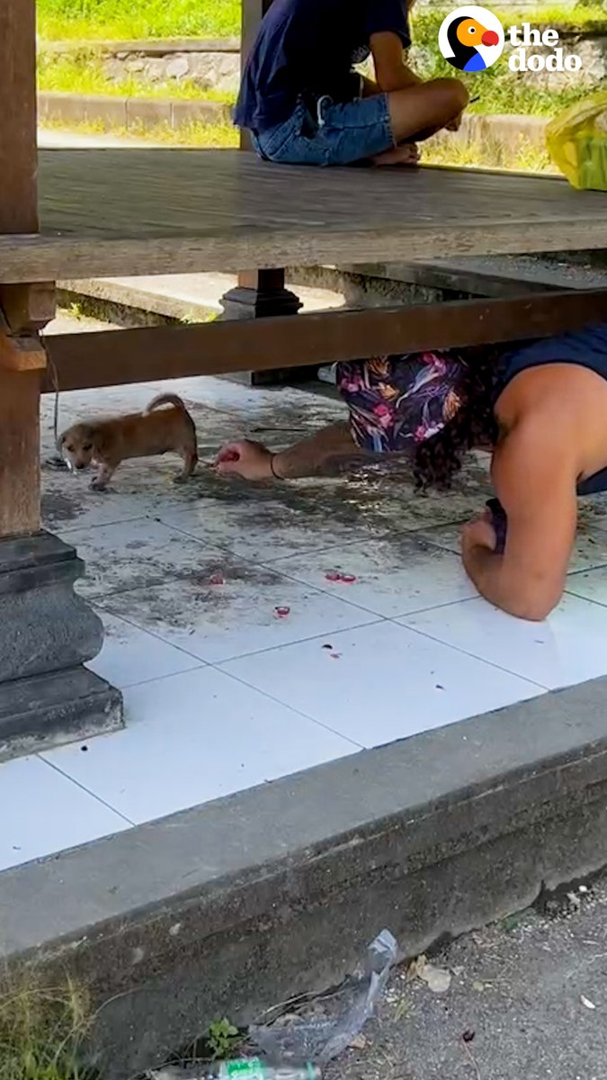 Couple rescues two abandoned puppies — who refuse to get adopted without each other ❤️