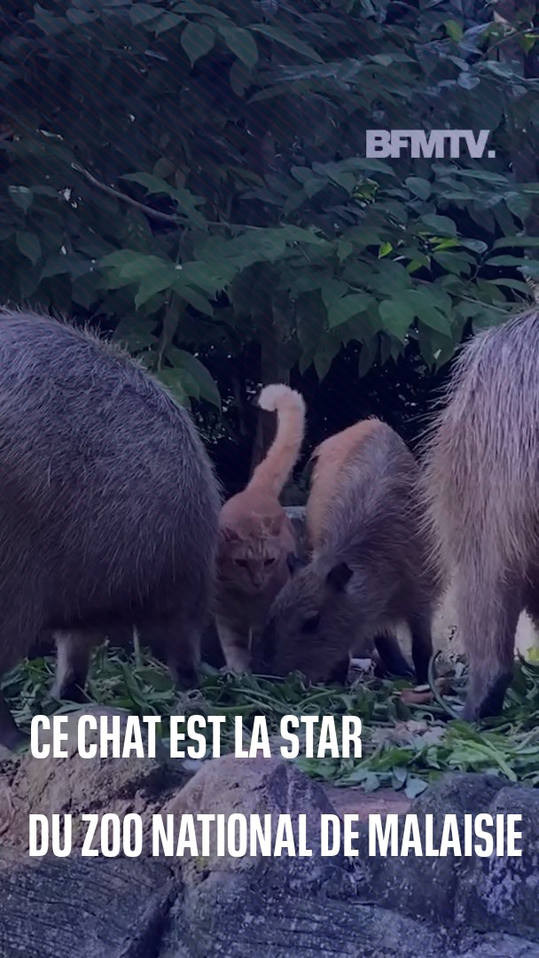 🐱 Un chat adopté par des capybaras est devenu l'attraction principale du zoo national de Malaisie