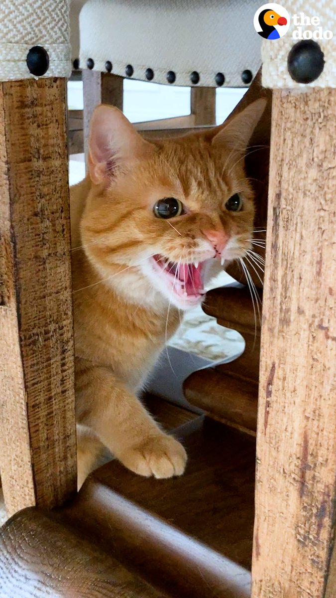 This cat hates everyone — and especially children — but there's one person she's obsessed with ♥️