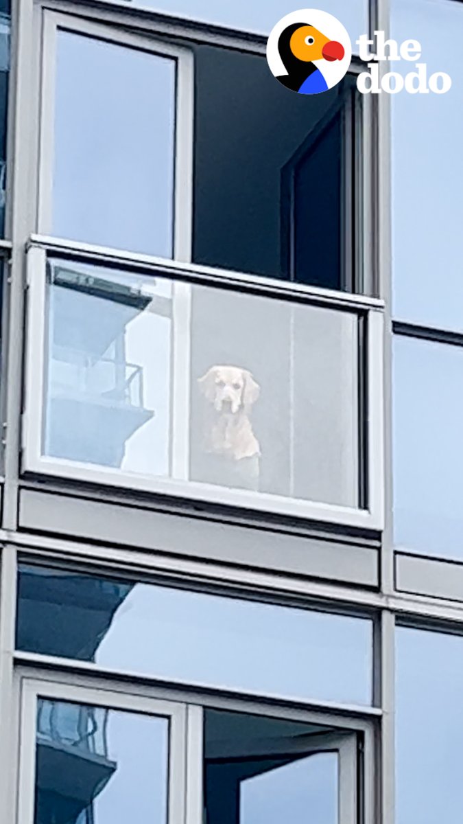 Dogs keep stalking this golden retriever's playdate from their balconies... watch when they finally get to meet 💛