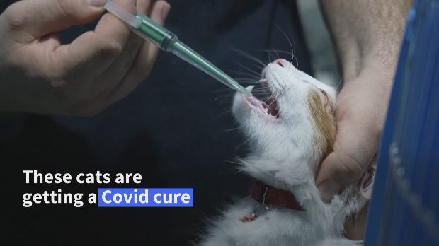 VIDEO: 🇨🇾 Cypriot cats get human Covid meds The government in Cyprus has made unused coronavirus medication for humans available to treat cats in the country, where thousands have been dying from feline Covid
