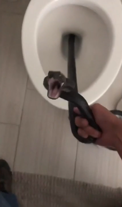 SLITHERING SURPRISE: Woman discovers snake in worst possible place in her home.