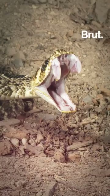 Comment éviter de se faire mordre, que faire en cas de morsure… Tuto : que faire face aux serpents ? 🐍