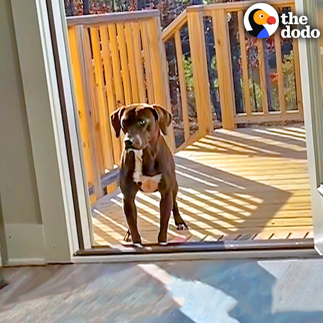 This pup was looking for a loving family… and she wouldn’t leave this couple’s porch until they chose her back 💛