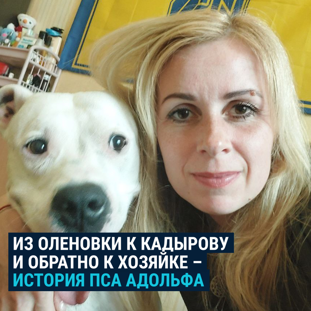 Пес Адольф встретил войну в Мариуполе, попал в плен, был похищен и увезен к Кадырову. Хозяйке пришлось дать ему новое имя, чтобы россияне не подумали, что оно в честь Гитлера. После освобождения из плена пса ей вернули больным, похудевшим и сказали публично поблагодарить Кадырова