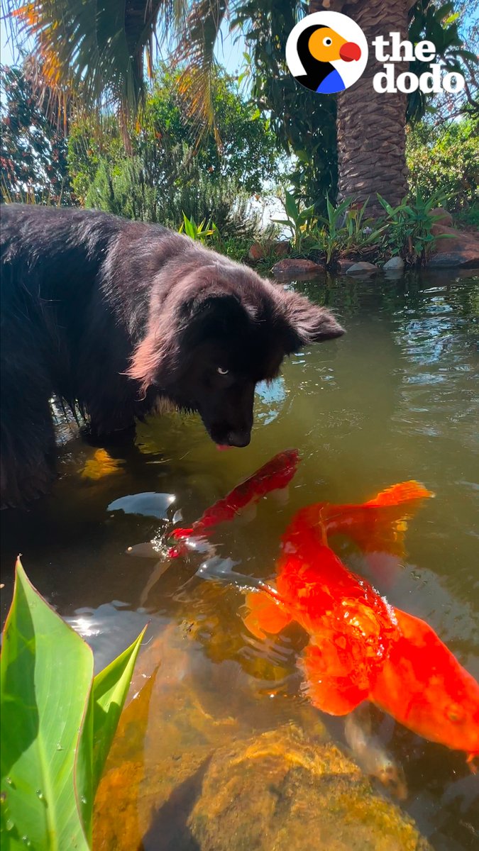 Guy can't get his granddog out of his koi pond... so he becomes a koi himself!