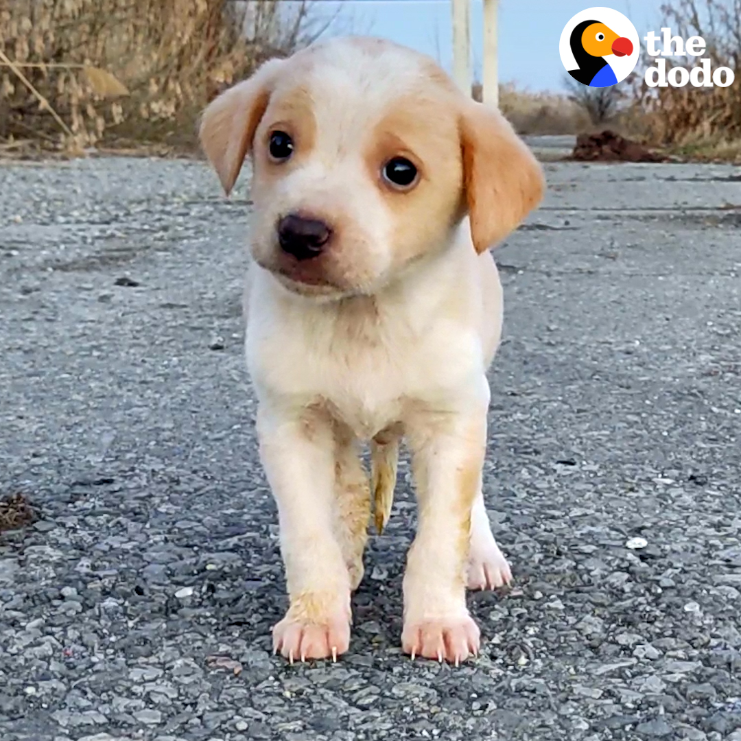 Teeny puppy found with garbage falls asleep in his rescuer's lap and grows up to be SO big!