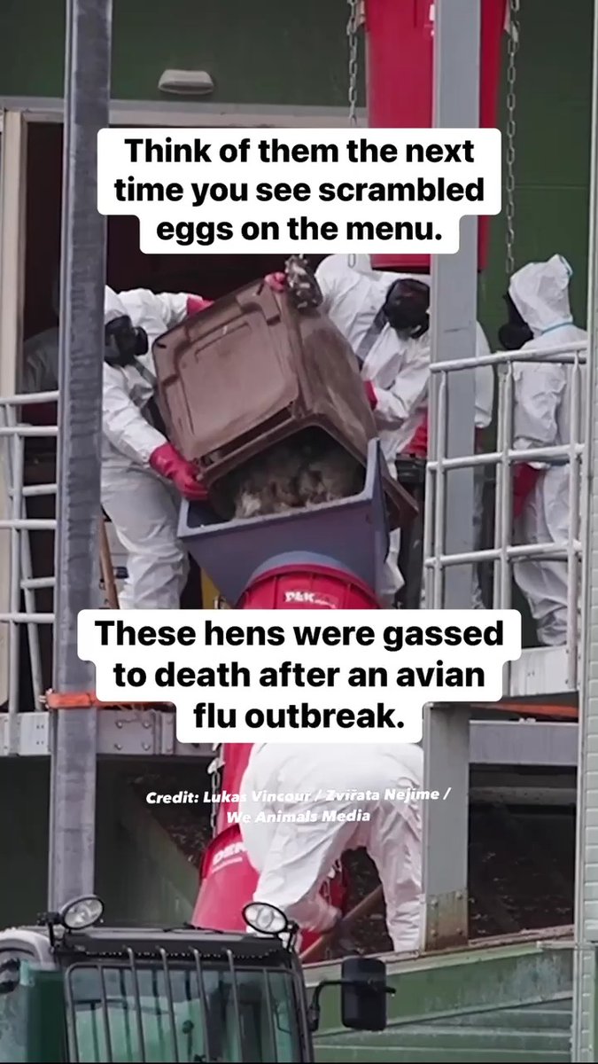 Birds towards the bottom were crushed or suffocated under the weight of the other birds piled on top of them 💔 Please, stop eating eggs & supporting this cruelty.