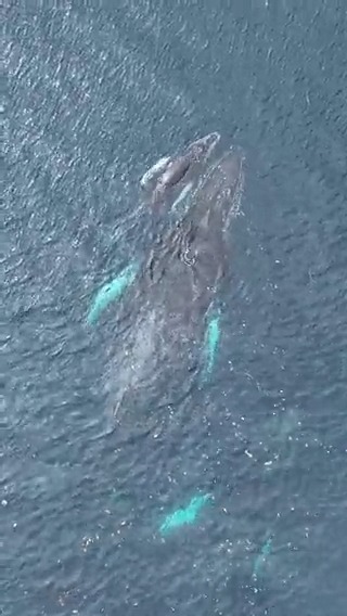 En las profundas aguas del Pacífico se vive este majestuoso evento, la sala de partos de las ballenas en los Parques Nacionales Naturales Utría, Uramba Bahía Málaga, Gorgona, y el Distrito Nacional de Manejo Integrado Cabo Manglares, Bajo Mira y Frontera.🐋🏞️