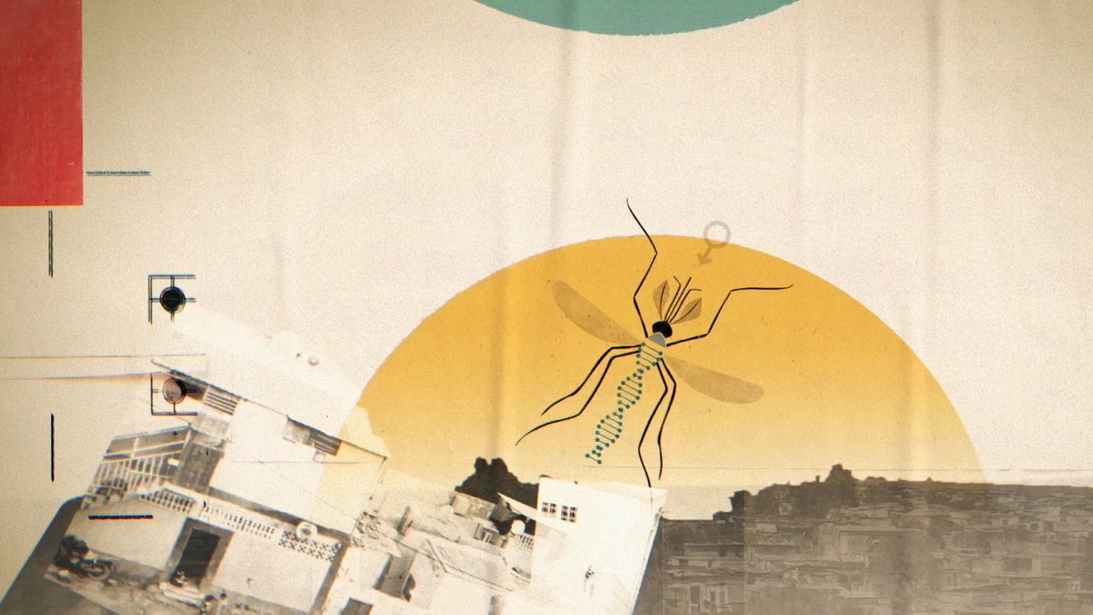 Oxitec aims to change the fight against mosquitoes and the diseases they carry from cat versus mouse to mouse versus mouse––or in this case, mosquito versus mosquito.