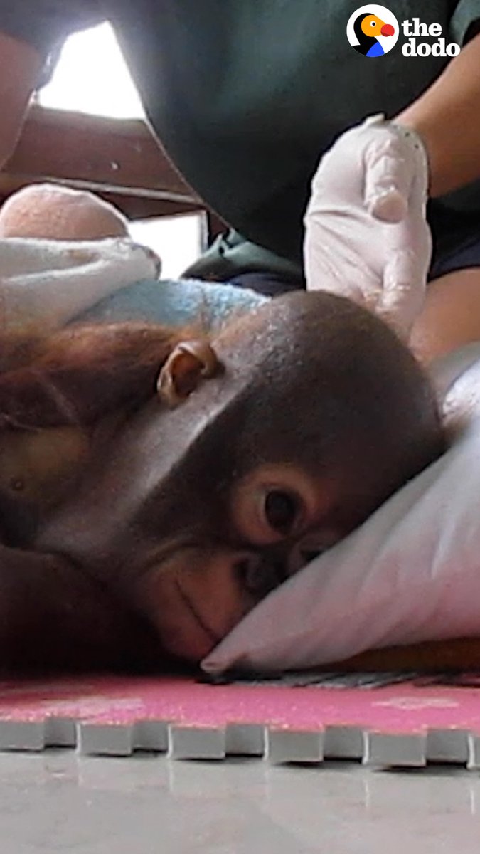 People spend 8 years teaching this rescued baby orangutan how to be wild — then set him free ❤️