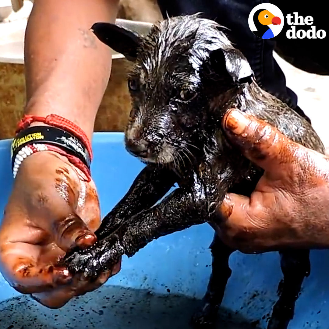 Three puppy siblings get stuck in tar โ watch what they look like after 3 days of baths ๐ Animal Aid Unlimited