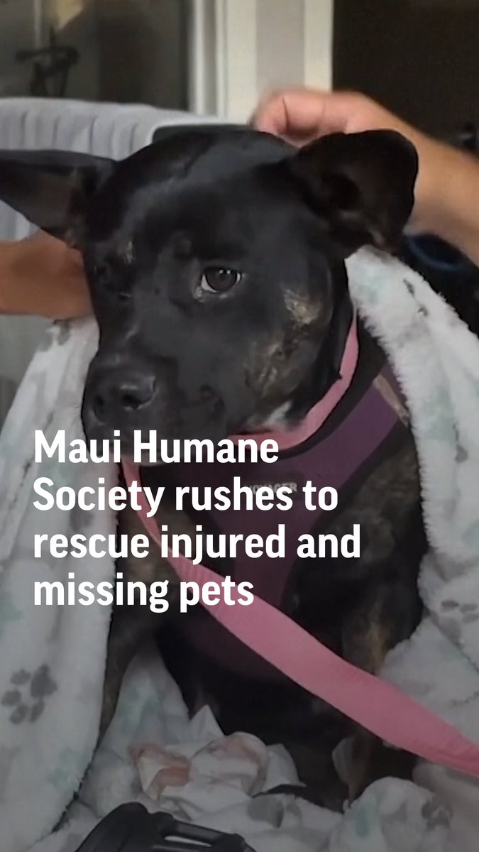 An estimated 3,000 animals from Lahaina are lost or missing, said Katie Shannon from the Maui Humane Society, which is trying to reunite pets with their owners.